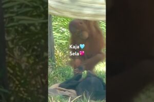 Orangutan Kaja and Siemang Sela play! California USA  #lifeisbutadream #sandiegozoo#animals