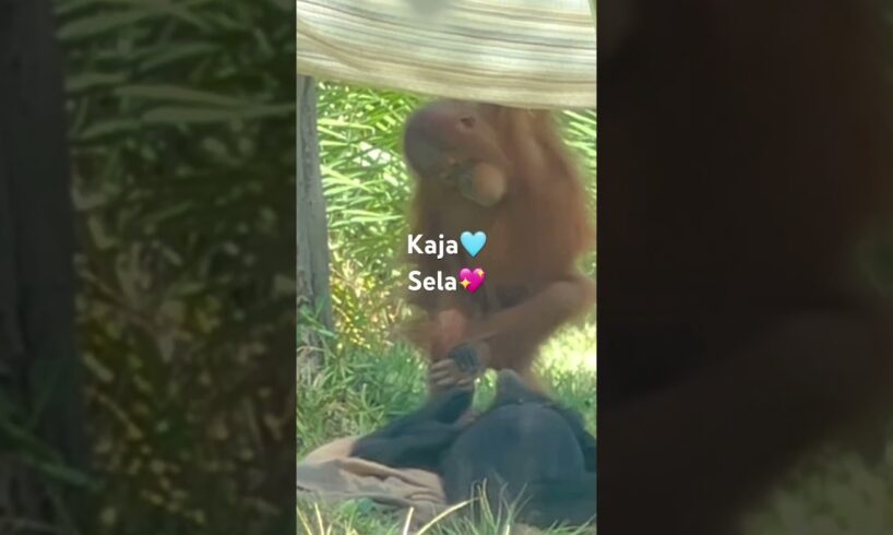 Orangutan Kaja and Siemang Sela play! California USA  #lifeisbutadream #sandiegozoo#animals