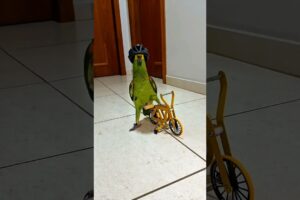Cycling parrot #birds #cycling #cyclist #bike #bicycle #bikelife #parrot #parrots #pets #animals