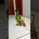Cycling parrot #birds #cycling #cyclist #bike #bicycle #bikelife #parrot #parrots #pets #animals