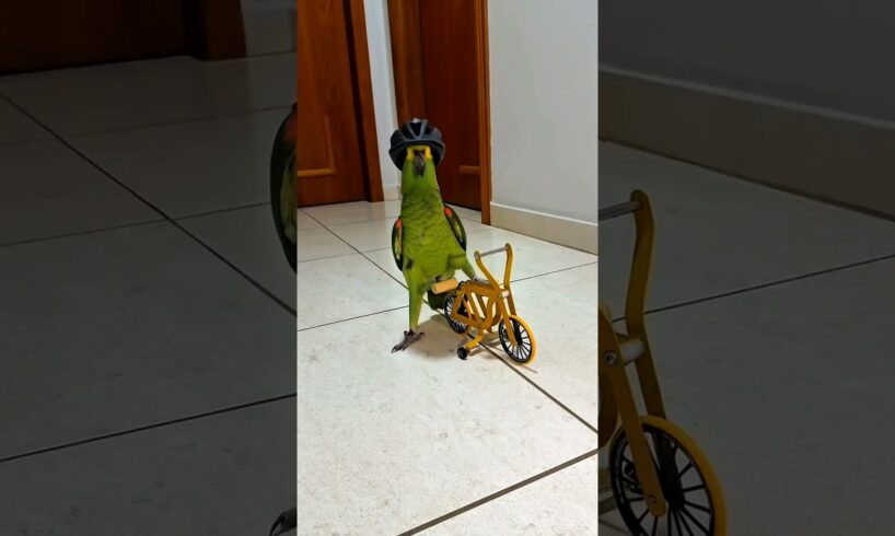 Cycling parrot #birds #cycling #cyclist #bike #bicycle #bikelife #parrot #parrots #pets #animals