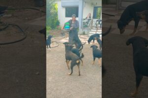 cute dog #doglover#puppy #labrador #shortvideo #