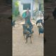 cute dog #doglover#puppy #labrador #shortvideo #