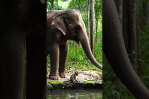 Elephant Saves Monkey from Well 🐘💦 #shortsfeed #shortvideo #shorts #elephant #monkey #well #trending