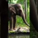Elephant Saves Monkey from Well 🐘💦 #shortsfeed #shortvideo #shorts #elephant #monkey #well #trending