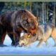Craziest Grizzly Bear Attacks Ever Caught On Camera | Animal Fights