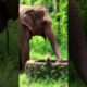 Elephant Saves Monkey For Well 🐘 #shortsfeed #shortvideo #shorts #elephant #monkey #rescue #trending
