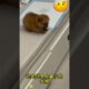 The love for these cute puppies grows day by day #dog #pet #cutedog #puppy #puppylove #cuteanimal
