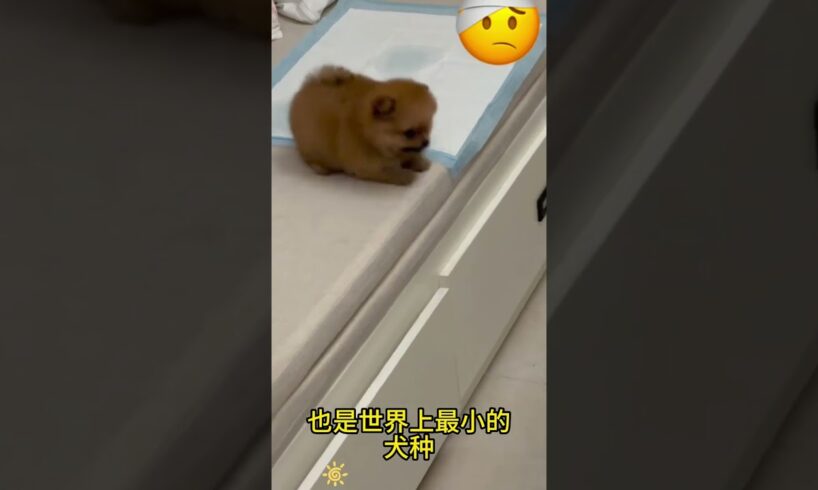 The love for these cute puppies grows day by day #dog #pet #cutedog #puppy #puppylove #cuteanimal