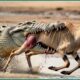 Craziest Crocodile Attacks Ever Caught On Camera | Animal Fights