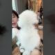 Cute Dog Collection, The World’s Cutest Puppies #dog #puppies #puppy #video #cute #cutest