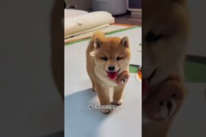The love for these cute puppies grows day by day #dog #pet #cutedog #puppy #puppylove #cuteanimal