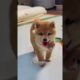 The love for these cute puppies grows day by day #dog #pet #cutedog #puppy #puppylove #cuteanimal