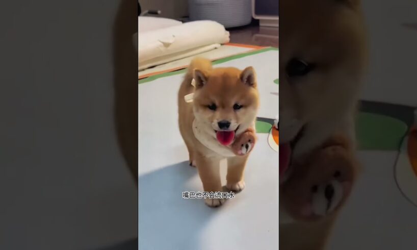 The love for these cute puppies grows day by day #dog #pet #cutedog #puppy #puppylove #cuteanimal