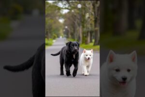 Cute Puppies Will Melt Your Heart #puppy #cute #dog #pets #funny #viral #shorts