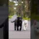 Cute Puppies Will Melt Your Heart #puppy #cute #dog #pets #funny #viral #shorts