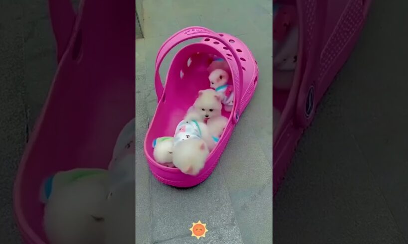 The love for these cute puppies grows day by day #dog #pet #cutedog #puppy #puppylove #cuteanimal