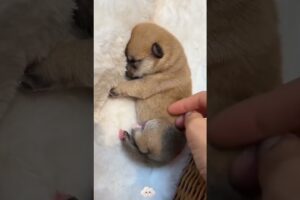 The love for these cute puppies grows day by day #dog #pet #cutedog #puppy #puppylove #cuteanimal