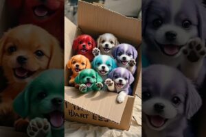 A box of cute puppies #super healing cute little dog #cutedog #cutedog #cute #cutestdog