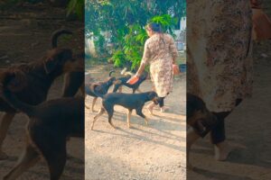cute dog #doglover#puppy #labrador #shortvideo #