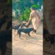 cute dog #doglover#puppy #labrador #shortvideo #