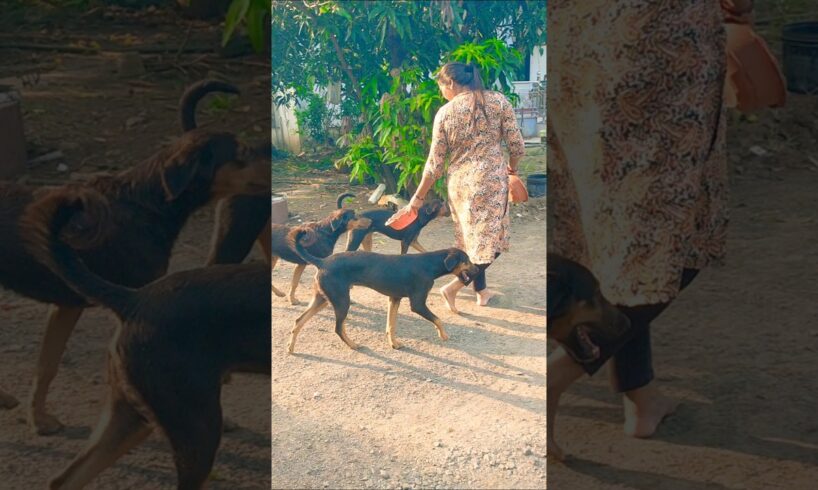 cute dog #doglover#puppy #labrador #shortvideo #