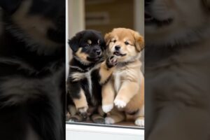 Cute Puppies