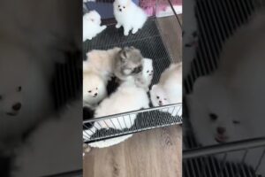 Cute Dog Collection, The World’s Cutest Puppies #dog #puppies #puppy #video #cute #cutest