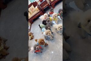 Cutest Puppies In the world 🌎 cute puppy funny🤣 video#pets #cuteanimal #puppy #viral