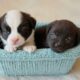 Cute puppies