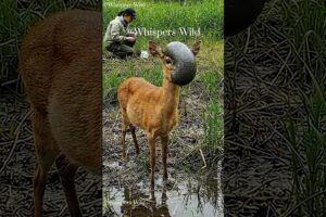 Viral Animal Rescue Deer Helped by Stranger #animallife #animalrescue #wildanimals #wildlife #wild