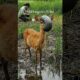 Viral Animal Rescue Deer Helped by Stranger #animallife #animalrescue #wildanimals #wildlife #wild