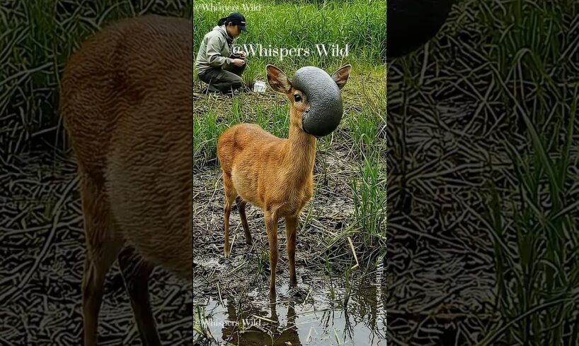 Viral Animal Rescue Deer Helped by Stranger #animallife #animalrescue #wildanimals #wildlife #wild