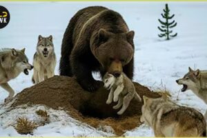 Craziest Grizzly Bear Attacks Ever Caught On Camera | Animal Fights