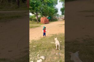 labrador puppy retriever puppies#animal life #shotfeed #shorts #catmeowarea