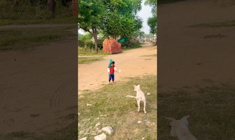 labrador puppy retriever puppies#animal life #shotfeed #shorts #catmeowarea