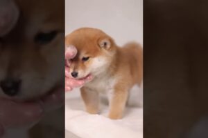 The love for these cute puppies grows day by day #dog #pet #cutedog #puppy #puppylove #cuteanimal