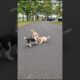 Cute Puppies Funny Playing Video #puppy #cute #cutedog #dog #funny #viral #shorts