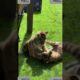 2 tiger cubs are playing🐯🐯 #shorts #tiger #animals