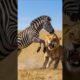 3 Animal fights that made predators think twice, but .. #shorts