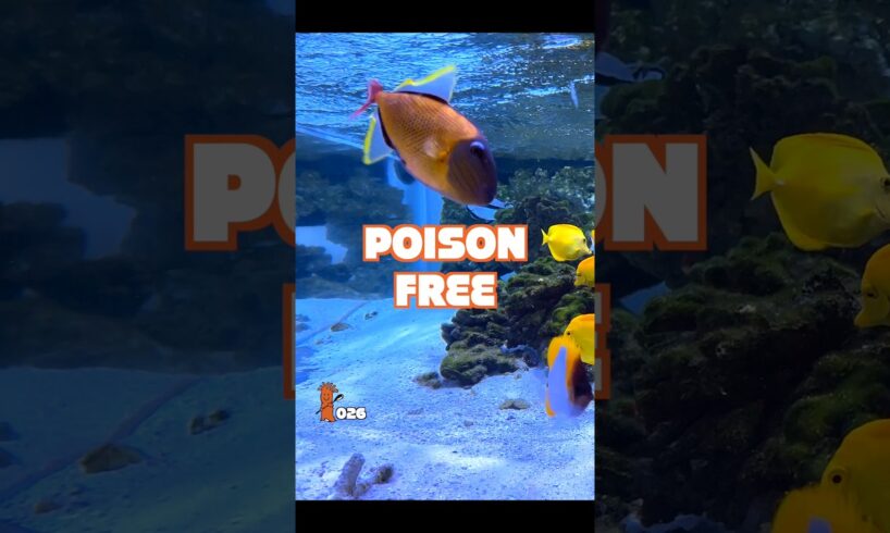 3 Reasons Why Carbon Is GOOD for Our Aquariums!