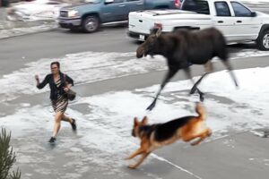 60 Hero Animals That Saved Human Lives