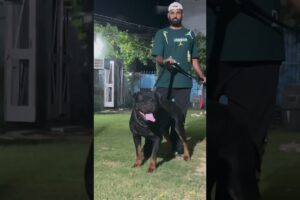 @bugzy_f_h_menidic🐕‍🦺.   Cute puppies available…….. #rottweilerpuppy #pets #dogbreed #rottweiler