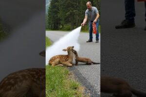 A Kind Man Saves Baby Deer from Persistent Weasel #animals