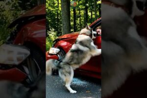 A Loyal Dog Leads a Man to an Incredible Rescue Story