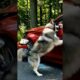 A Loyal Dog Leads a Man to an Incredible Rescue Story
