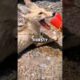 A Sip of Water Saved His Life 🦊 #shorts