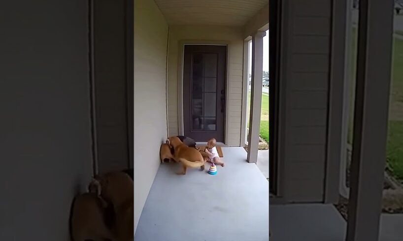 A dog and a cat saved a baby from being attacked by a huge bird #cat #shorts #viralshorts #funny