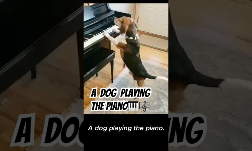 A dog playing the piano. #pets #cutedogs #pretty #dogplaying  #cute #funny #animals