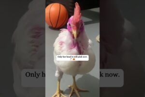 A girl rescued an abandoned chick that needed help, and then...